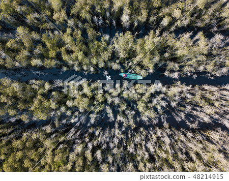 Aerial view of Melaleuca tree forest 48214915