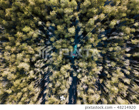 Aerial view of Melaleuca tree forest 48214920