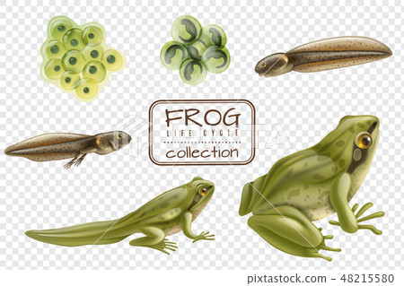 Frog Life Cycle Set  48215580