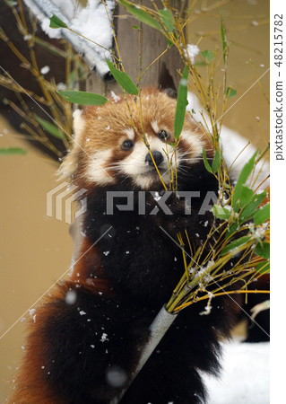 Red panda eating bamboo Red panda eating bamboo 48215782
