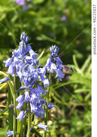 Tsurigane瑞士 Tsurigane瑞士 48215837