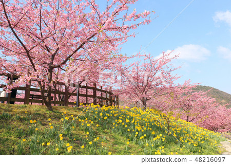Kawazu cherry tree and daffodil Kawazu cherry tree and daffodil 48216097