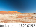 Namibia Namib Desert Dead Swamp Dead Fray 48216192