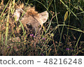 Tanzania Safari Serengeti National Park Hyena 48216248