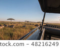 Tanzania Safari Serengeti National Park Nu swarm 48216249
