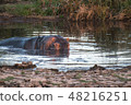 Tanzania Safari Serengeti National Park Hippo 48216251