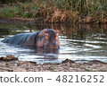 Tanzania Safari Serengeti National Park Hippo 48216252
