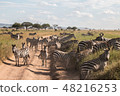 Tanzania Safari Serengeti National Park A group of zebras 48216253