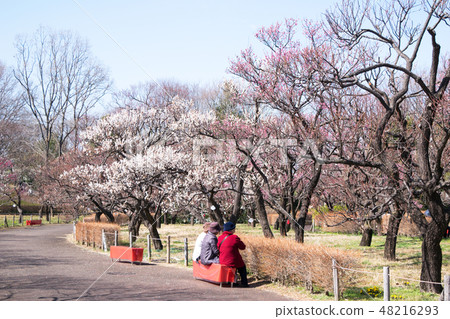 府中市地方森林博物館，東京梅面 48216293