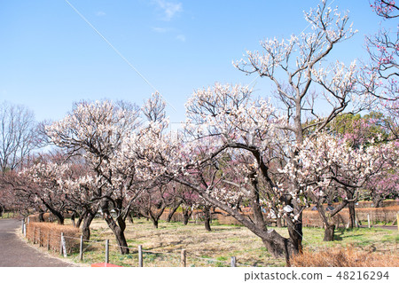 府中市地方森林博物館,東京梅面 府中市地方森林博物館,東京梅面 48216294