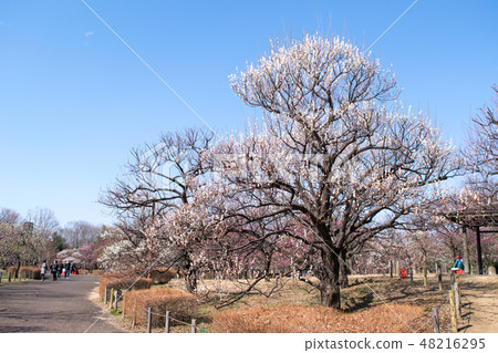 府中市地方森林博物館,東京梅面 府中市地方森林博物館,東京梅面 48216295