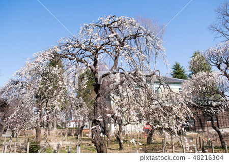 府中市地方森林博物館,東京梅面 府中市地方森林博物館,東京梅面 48216304
