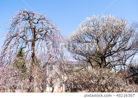 府中市地方森林博物館,東京梅面 府中市地方森林博物館,東京梅面 48216307