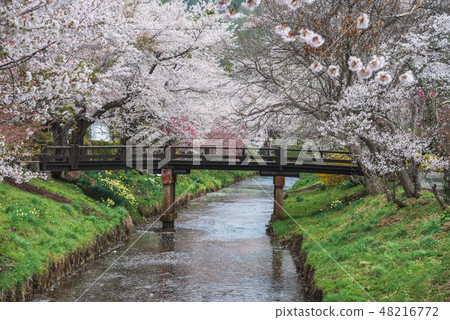 Cherry blossom with full blooming at Oshino hakkai Cherry blossom with full blooming at Oshino hakkai 48216772