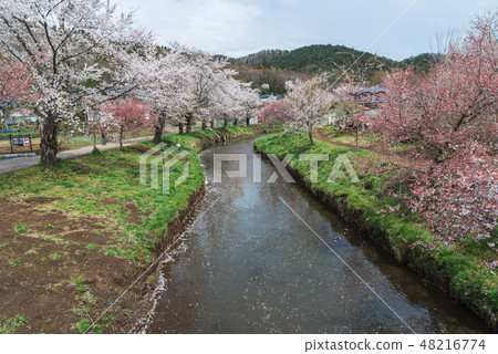 Cherry blossom with full blooming at Oshino hakkai Cherry blossom with full blooming at Oshino hakkai 48216774