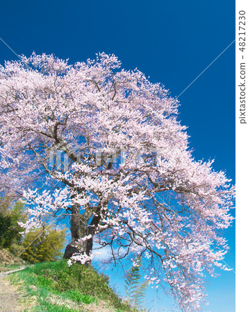 一棵櫻花樹 - 三井的櫻花 一棵櫻花樹 - 三井的櫻花 48217230