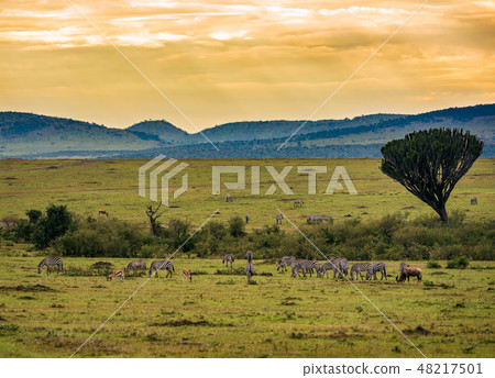 Herds of zebras in the Ngorongoro Crater, Tanzania 48217501
