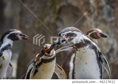 Two Humboldt penguins fight for a fish 48217612