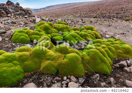 Yareta colony in a mountain pass Yareta colony in a mountain pass 48218462