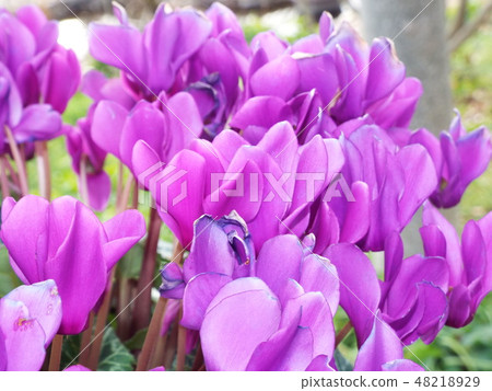 Cyclamen 48218929
