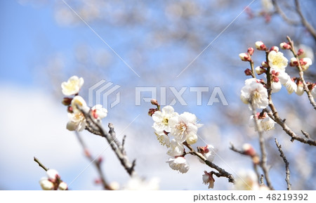 Plum flower plum tree 48219392