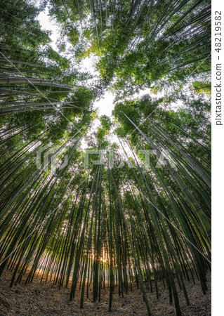 Simnidaebat bamboo forest Sunset 48219582