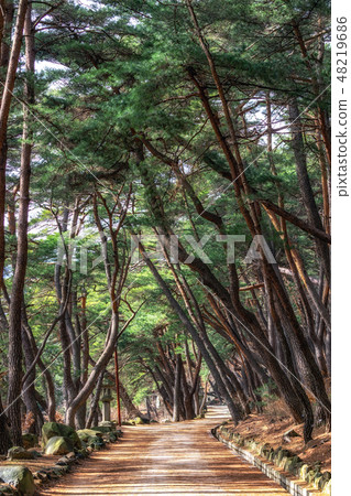 Mupunghansong-gil at Tongdo Temple Mupunghansong-gil at Tongdo Temple 48219686