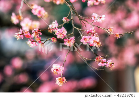 Tongdosa Plum Flower Blossom closeup Tongdosa Plum Flower Blossom closeup 48219705
