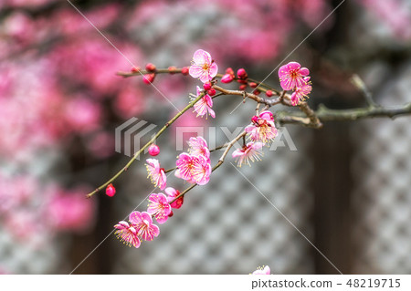 Tongdosa Plum Flower Blossom closeup Tongdosa Plum Flower Blossom closeup 48219715