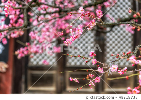 Tongdosa Plum Flower Blossom closeup Tongdosa Plum Flower Blossom closeup 48219735