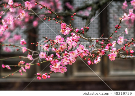 Tongdosa Plum Flower Blossom closeup Tongdosa Plum Flower Blossom closeup 48219739