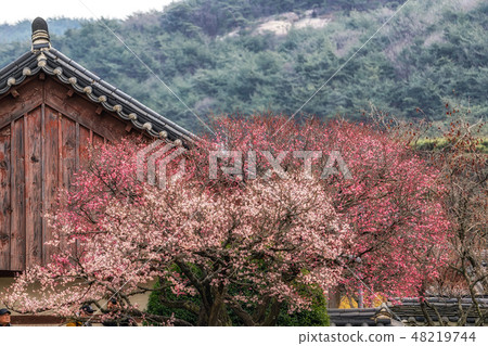 Tongdosa  temple and Plum Blossom 48219744