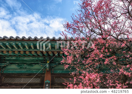 Tongdosa temple and Plum Blossom Tongdosa temple and Plum Blossom 48219765