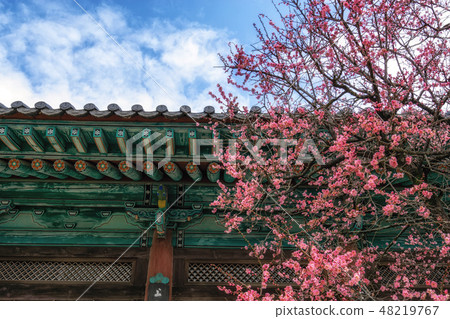 Tongdosa temple and Plum Blossom Tongdosa temple and Plum Blossom 48219767