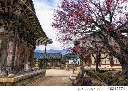 Tongdosa  temple and Plum Blossom 48219774