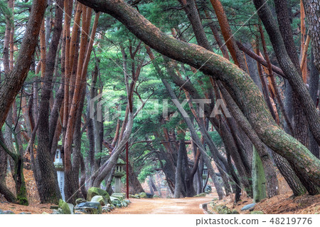 Mupunghansong-gil at Tongdo Temple 48219776