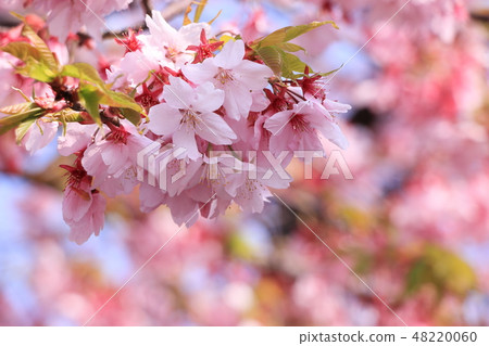 櫻花 48220060