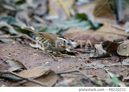 Rufous-throated fulvetta (Alcippe rufogularis) 48220231