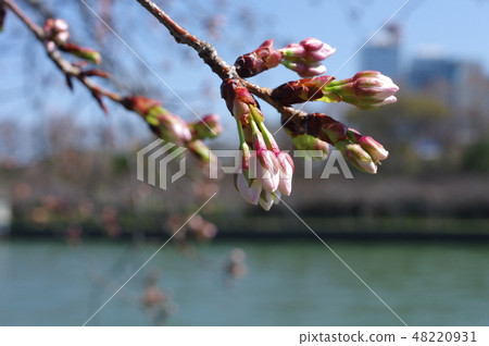 Cherry bud 2 48220931