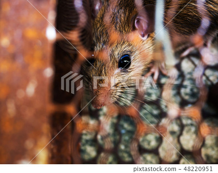 Rat is trapped in a trap cage or trap. the rat Rat is trapped in a trap cage or trap. the rat 48220951