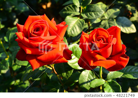 Passionate and intense color red rose Passionate and intense color red rose 48221749