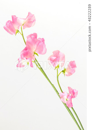 香豌豆花束開花香豌豆花花束 香豌豆花束開花香豌豆花花束 48222289
