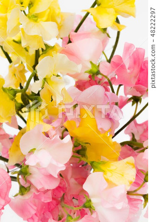 Sweet pea bouquet Flowers sweet pea bouquet 48222297
