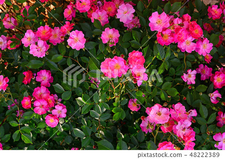 The appearance of the deep pink rose flowers blooming in the rose garden 48222389