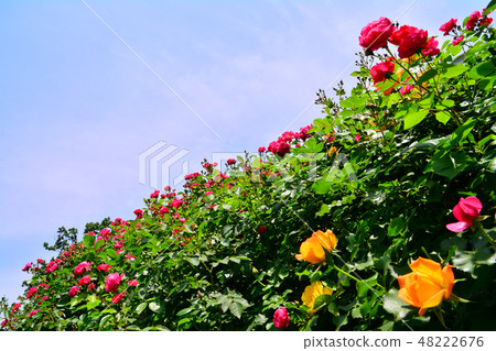 Rose flowers of various colors are filled with roses Rose flowers of various colors are filled with roses 48222676
