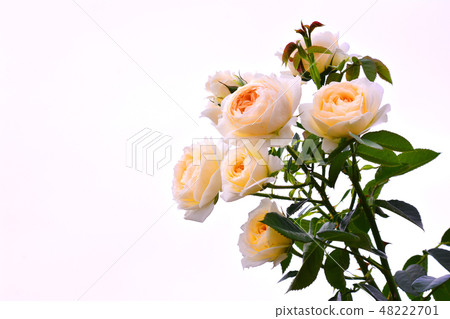 玫瑰花瓣的優雅杏色領 48222701