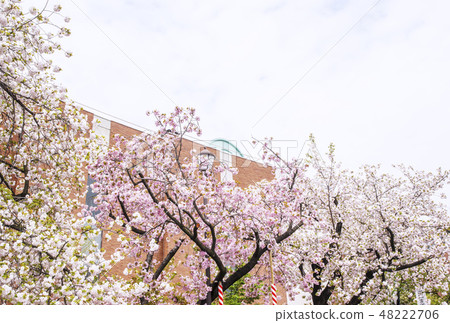 櫻花穿過大阪造幣局櫻花樹春天大阪觀光景點 櫻花穿過大阪造幣局櫻花樹春天大阪觀光景點 48222706