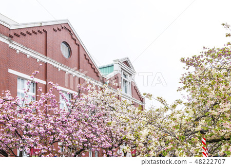 櫻花穿過大阪造幣局櫻花樹春天大阪觀光景點 櫻花穿過大阪造幣局櫻花樹春天大阪觀光景點 48222707