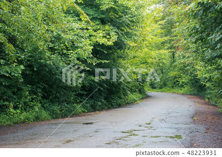 asphalt country road through forest 48223931
