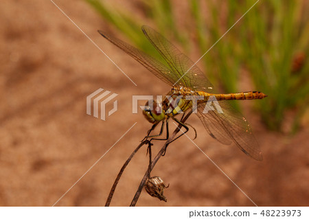 Beautiful dragonfly is sitting on a dry flower. Beautiful dragonfly is sitting on a dry flower. 48223973